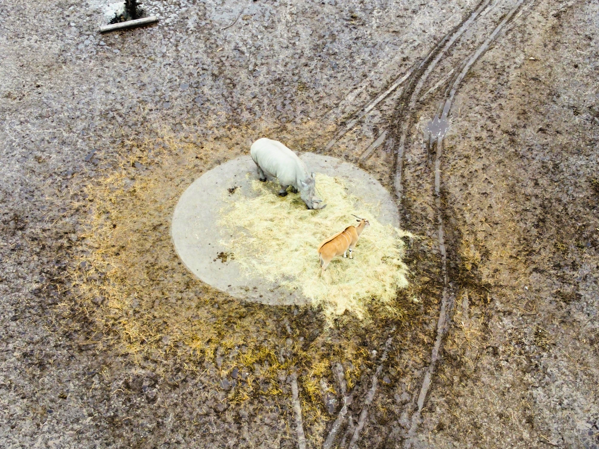Detail foto